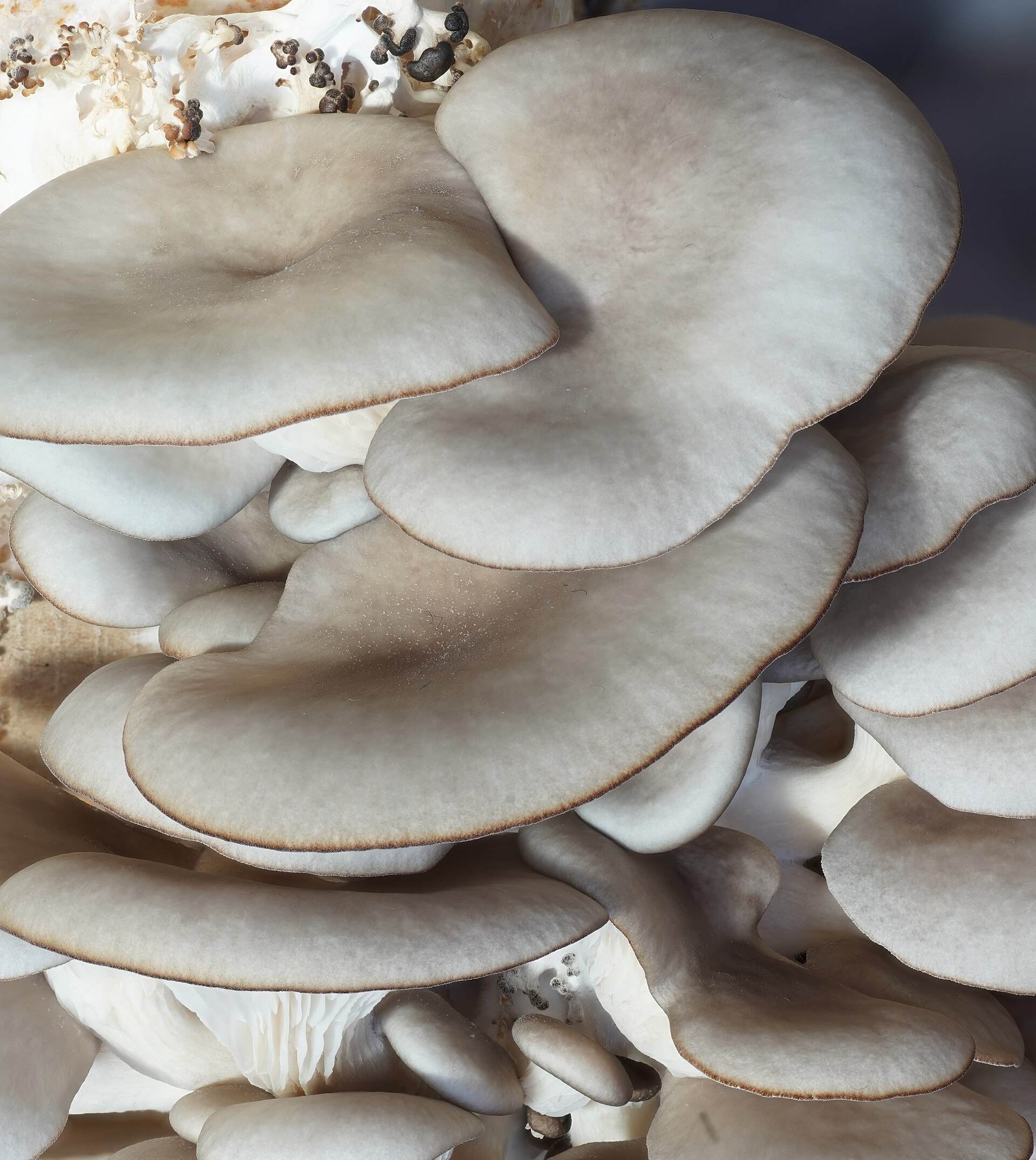 Fruiting a grow kit
