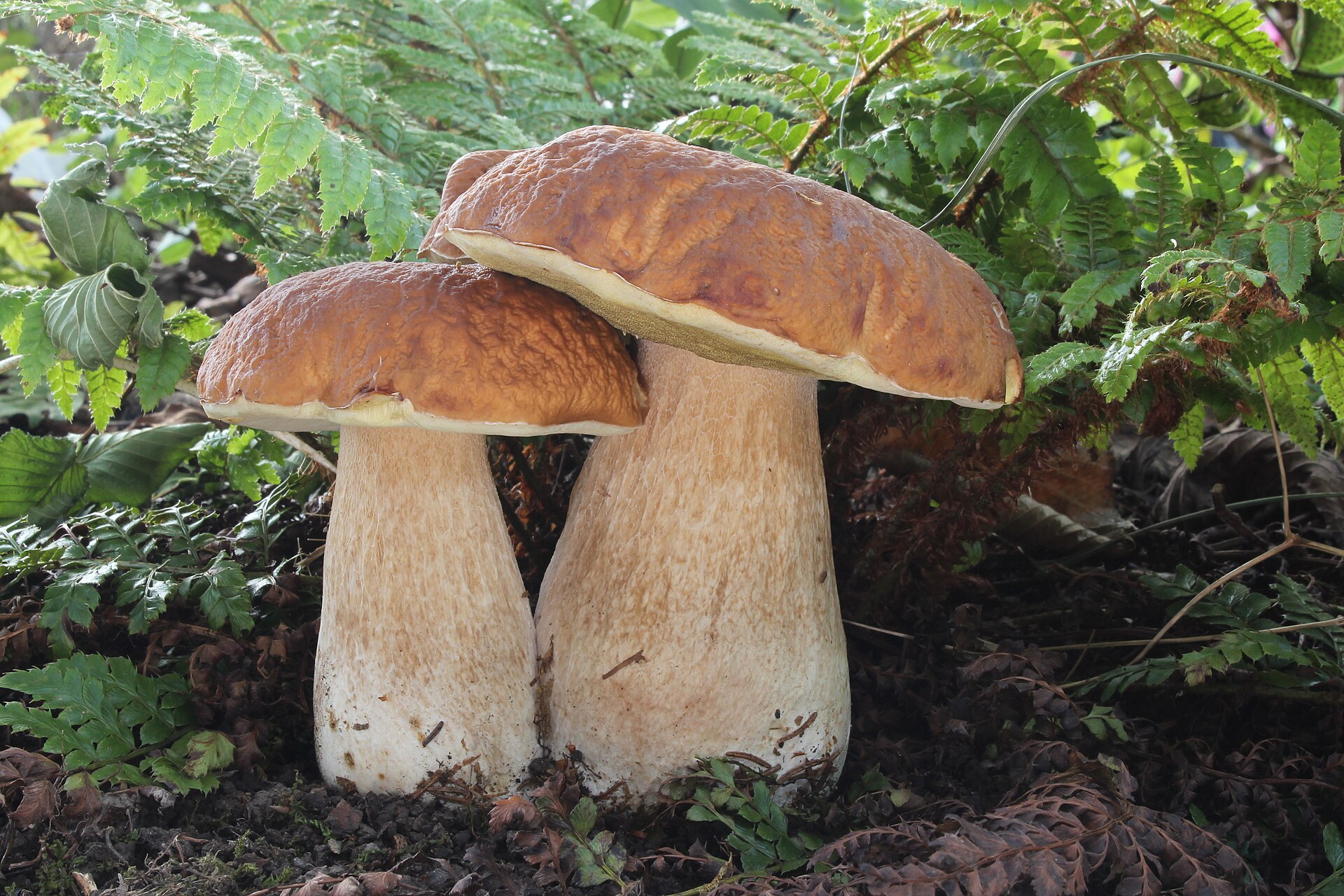 Dried culinary mushrooms
